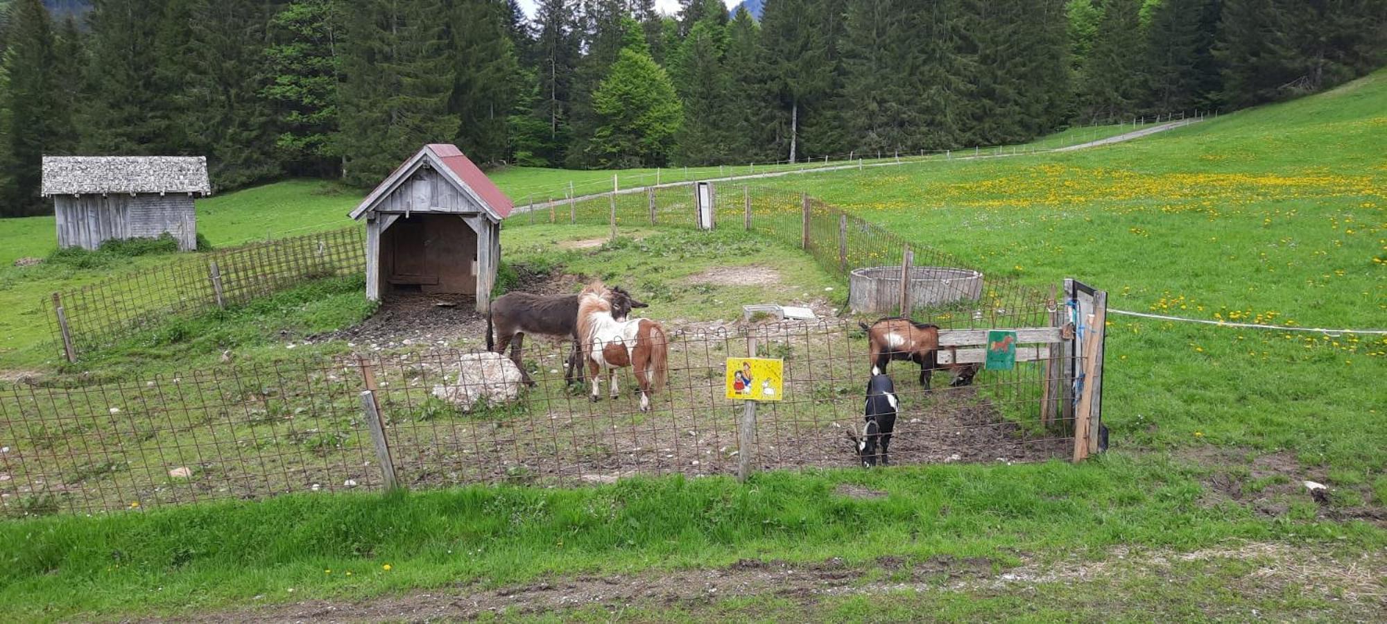 Jausenstation Neuschwand Villa Hittisau Exterior foto